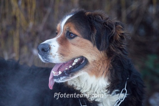 Berner Sennenhund, MischlingTierheim, Tierschutz Berner Sennenhund, Mischlingim Tierheim - Kensoh
