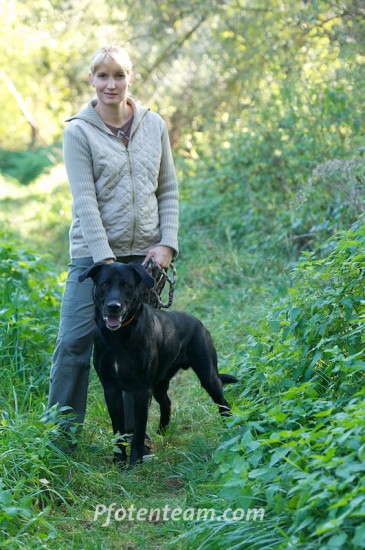 Labrador RetrieverTierheim, Tierschutz Labrador Retrieverim Tierheim - Blacky