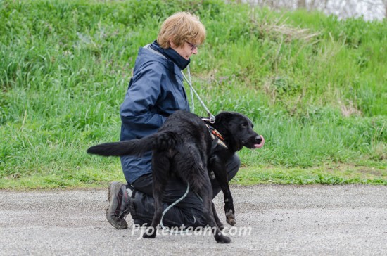 Labrador Retriever, MischlingTierheim, Tierschutz Labrador Retriever, Mischlingim Tierheim - Shadow