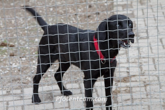 Labrador Retriever, MischlingTierheim, Tierschutz Labrador Retriever, Mischlingim Tierheim - Tina 3