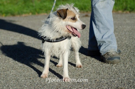 Parson Russell Terrier, MischlingTierheim, Tierschutz Parson Russell Terrier, Mischlingim Tierheim - Dexter 2