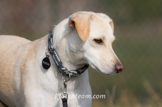 Labrador Retriever, MischlingTierheim, Tierschutz Labrador Retriever, Mischlingim Tierheim - Sina