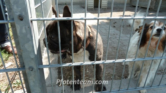 Französische BulldoggeTierheim, Tierschutz Französische Bulldoggeim Tierheim - Guizmo