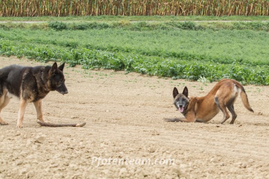 Belgischer Schäferhund, MalinoisTierheim, Tierschutz Belgischer Schäferhund, Malinoisim Tierheim - Bebe