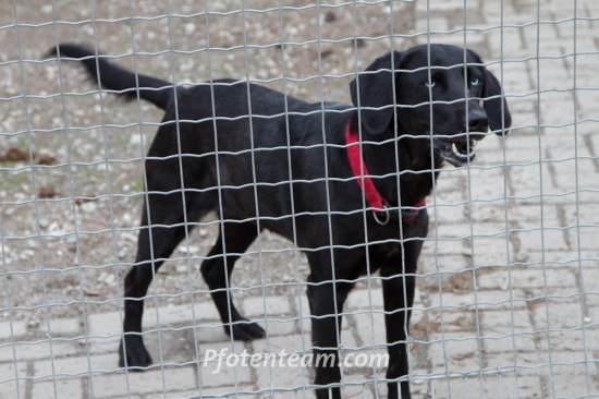 Labrador Retriever, MischlingTierheim, Tierschutz Labrador Retriever, Mischlingim Tierheim - Tina 3