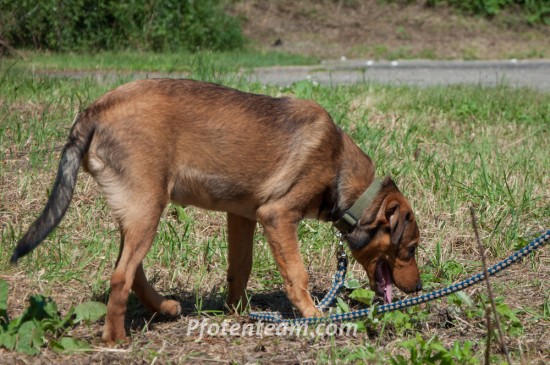 Schäferhund, MischlingTierheim, Tierschutz Schäferhund, Mischlingim Tierheim - Vasco