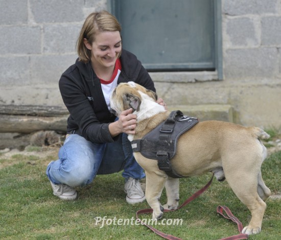 Englische BulldoggeTierheim, Tierschutz Englische Bulldoggeim Tierheim - Fripouille