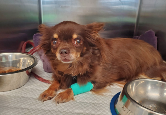 SPENDENAUFRUF ERFOLGREICH BEENDET - Chihuahua Hündin Alyska war nach einem Unfall gelähmt und sollte eingeschläfert werden