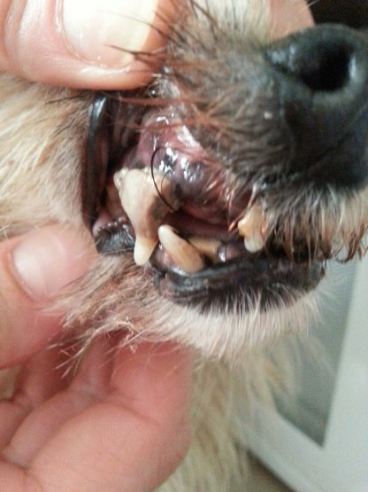 Spendenaufruf beendet! Zahn-Not-Operation für Rocky und Tina