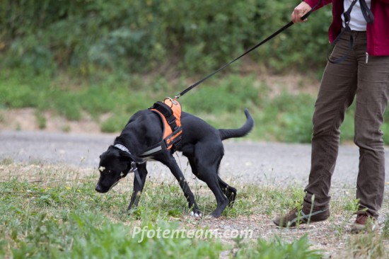 Labrador Retriever, MischlingTierheim, Tierschutz Labrador Retriever, Mischlingim Tierheim - Max 2