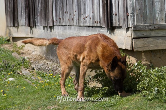 Belgischer Schäferhund, MalinoisTierheim, Tierschutz Belgischer Schäferhund, Malinoisim Tierheim - Vasco