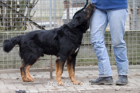 Beauceron, Berner Sennenhund, MischlingTierheim, Tierschutz Beauceron, Berner Sennenhund, Mischlingim Tierheim - Mahou
