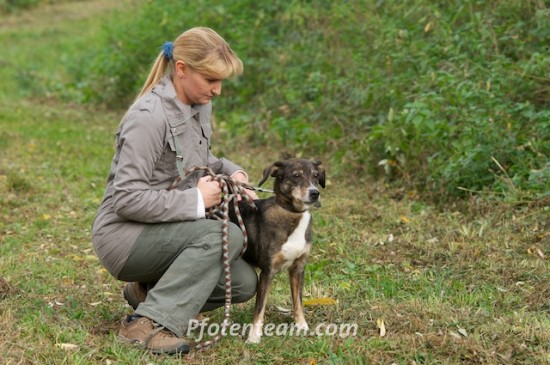 Entlebucher Sennenhund, MischlingTierheim, Tierschutz Entlebucher Sennenhund, Mischlingim Tierheim - Sarah
