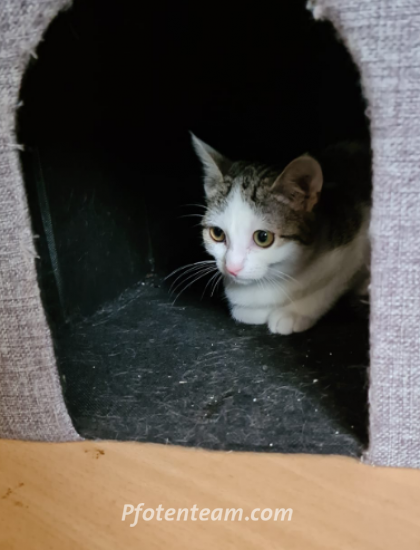 Europäische HauskatzeTierheim, Tierschutz Europäische Hauskatzeim Tierheim - Ginny - scheue Jungkätzin sucht erfahrene Katzenfans