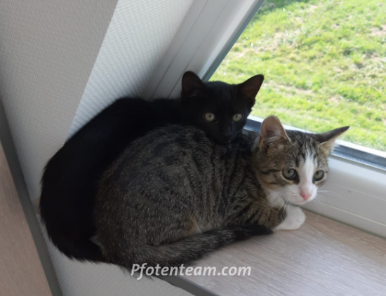 Europäische HauskatzeTierheim, Tierschutz Europäische Hauskatzeim Tierheim - Black Molly