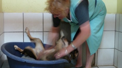 Sarah lässt sich von der Tierheimmitarbeitern durchknuddeln