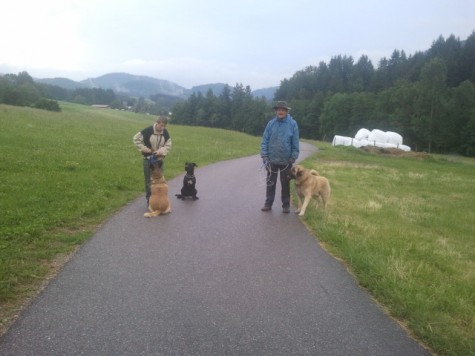 Unza beim gemeinsamen Spaziergang mit Hundekumpels 
