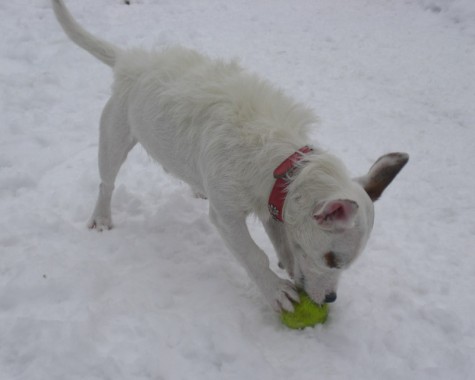 Mecki im Schnee mit seinem Ball