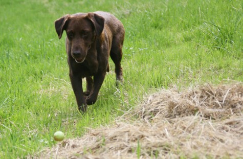 Für andere Hunde normal, für Enya ein grosser Fortschritt: Das erste Mal Spielen mit einem Ball