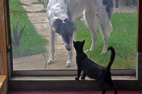 Lisl hat keine Angst vor grossen Hunden :-)