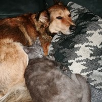 Velvet, jetzt Lila und ihre Hundefreundin