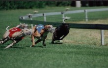 Windhunde in Australien: nach dem Rennen wartet meist der Tod