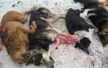 Protest gegen das Töten der Straßenhunde in Rumänien