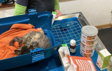 Kastration, medizinische Versorgung und Fütterung verwilderter, gefangener und gefundener Katzen im Südelsass 2021