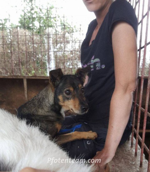 MischlingTierheim, Tierschutz Mischlingim Tierheim - <p><br />Sharon meldet sich bei ihr, habe nachgehakt welcher Hund das war, den sie wieder abgegeben hat. der war von grenzenlose</p>