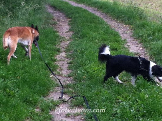 Belgischer Schäferhund, MalinoisTierheim, Tierschutz Belgischer Schäferhund, Malinoisim Tierheim - Farouk
