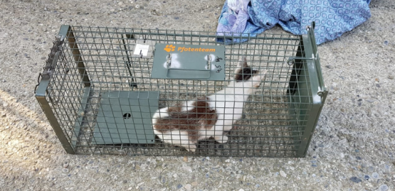 SPENDENAUFRUF ERFOLGREICH BEENDET - Tierschutz non-stop: Fangaktionen und Kastration verwilderter Katzen im Dreiländereck CH-D-F