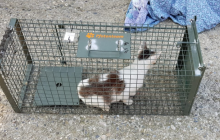 SPENDENAUFRUF ERFOLGREICH BEENDET - Tierschutz non-stop: Fangaktionen und Kastration verwilderter Katzen im Dreiländereck CH-D-F