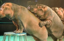 Endlich: Holland beschliesst Verbot von Wildtieren in Zirkussen