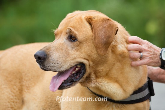 Labrador Retriever, MischlingTierheim, Tierschutz Labrador Retriever, Mischlingim Tierheim - Kenzo 2