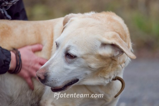 Labrador RetrieverTierheim, Tierschutz Labrador Retrieverim Tierheim - Amelie