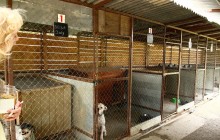 Spendenaufruf für den Umbau des Tierheims Nove Mesto in der Slowakei! 