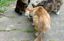 Petition: Schutz der Streunerkatzen um Katzenleid zu begrenzen