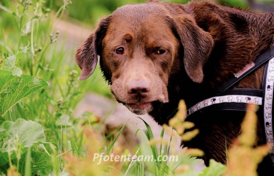Labrador RetrieverTierheim, Tierschutz Labrador Retrieverim Tierheim - Avalon - verträglicher und sportlicher Rüde 
