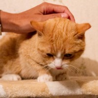 Hilfe für unsere sibirischen Pflegekatzen!
