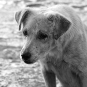 In Erinnerung an alle Hunde, die alt, krank oder aus sonst einem niederträchtigen Grund ausgesetzt oder angebunden wurden - zum Sterben verurteilt, und denen niemand mehr helfen konnte.