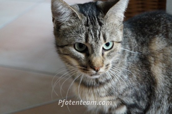 Europäische HauskatzeTierheim, Tierschutz Europäische Hauskatzeim Tierheim - Lilu - die süsse Maus