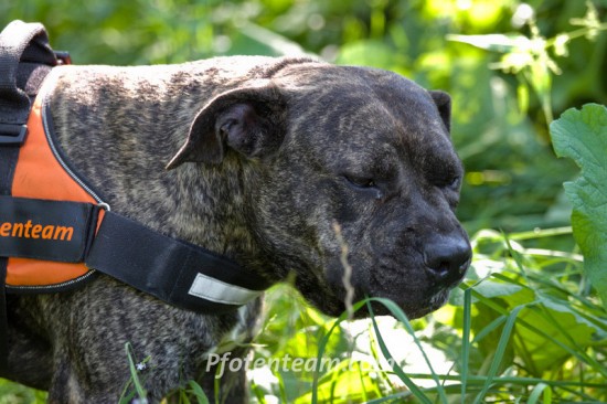 American Staffordshire Terrier, MischlingTierheim, Tierschutz American Staffordshire Terrier, Mischlingim Tierheim - D-Tex