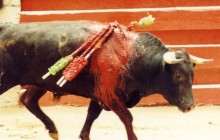 Katalanisches Parlament verbietet Stierkampf!