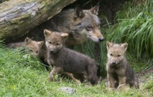 Wölfe in der Schweiz wieder zum Abschuss frei gegeben