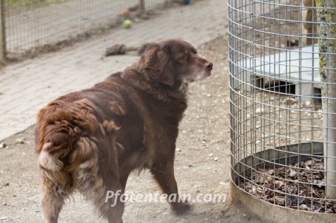 Labrador Retriever, MischlingTierheim, Tierschutz Labrador Retriever, Mischlingim Tierheim - Pepsi 2