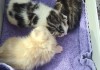 Drei mutterlose Kitten aufgenommen