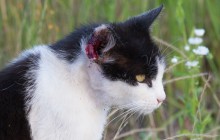 Verwilderte Katzengruppe - katzenerfahrene Pflegestellen im Raum Basel / Lörrach gesucht