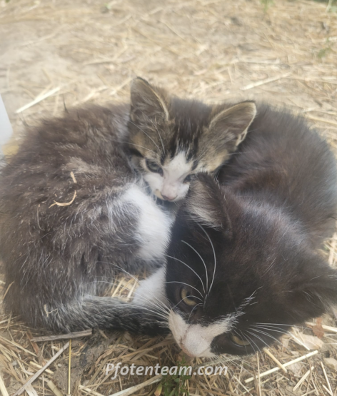 Zwei Kitten aus F-Mooslargue, geboren von einer verwilderten Kätzin auf einem Pferdehof