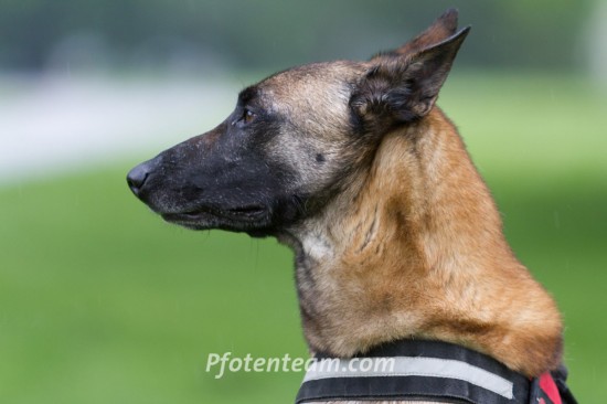 Belgischer Schäferhund, MalinoisTierheim, Tierschutz Belgischer Schäferhund, Malinoisim Tierheim - Esquad