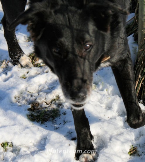 Labrador Retriever, MischlingTierheim, Tierschutz Labrador Retriever, Mischlingim Tierheim - Blacky, jetzt Bailey